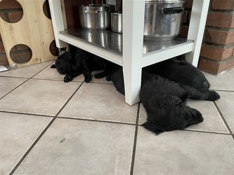 Favoritt plassen å sove på kjøkkenet :-)