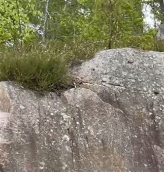 Inca