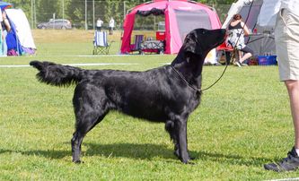 Tess